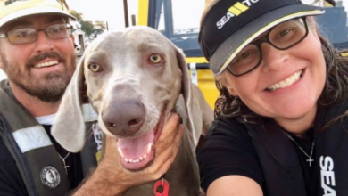 Sea Tow's Canine Co-Captains - Dogster