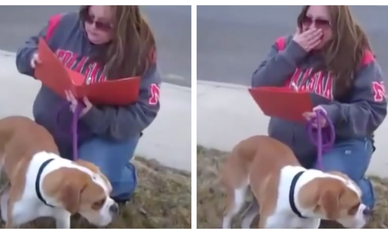 Family rejects dog on adoption day but adoptive mother realizes she's 'setup'