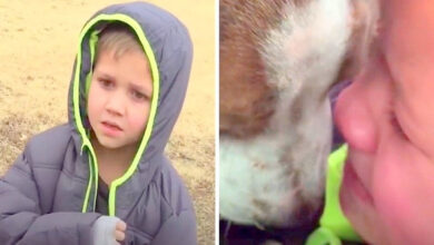 The boy's dog was missing for a month, when the mother called her son to come