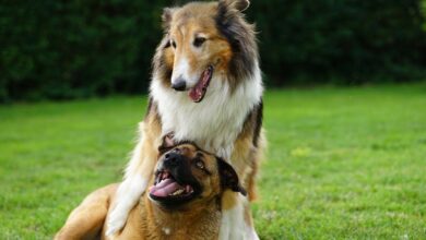 New research on dog breed doesn't make much of an impact on dog behavior