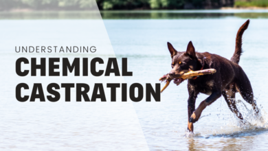Understanding chemical castration for dogs
