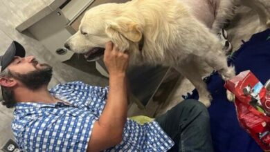The veteran acted quickly after his service dog was mysteriously shot with an arrow