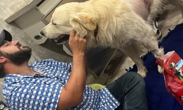The veteran acted quickly after his service dog was mysteriously shot with an arrow