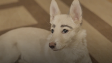 Stray Puppy with natural human-like eyebrows finds a permanent home