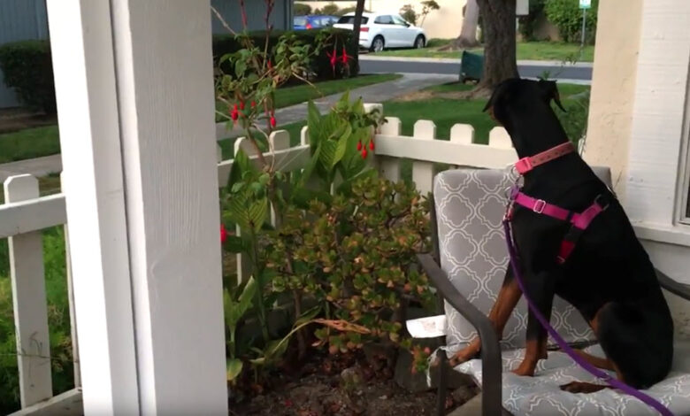 Recently adopted dog has been waiting with 'excitement' for its owner to return home