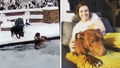 Video captures hero dog's mother saving Pit Bull from freezing swimming pool