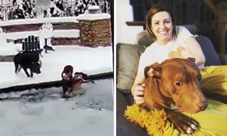 Video captures hero dog's mother saving Pit Bull from freezing swimming pool