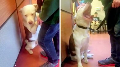 The 'heartbroken' dog doesn't understand why the family left him at home