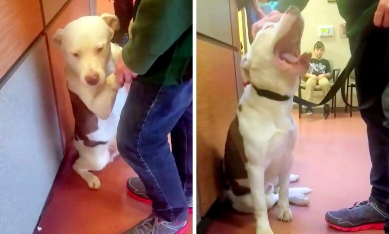 The 'heartbroken' dog doesn't understand why the family left him at home