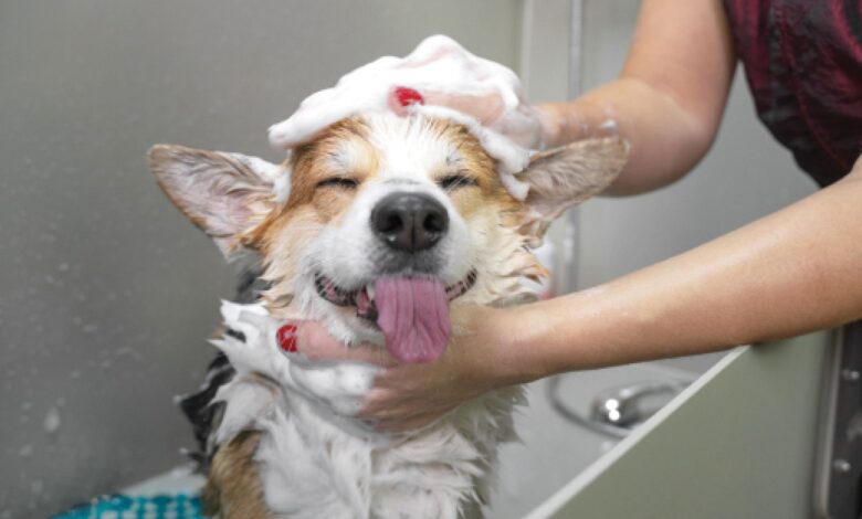 Herbal Shampoo & Spot Treatment - Dogster