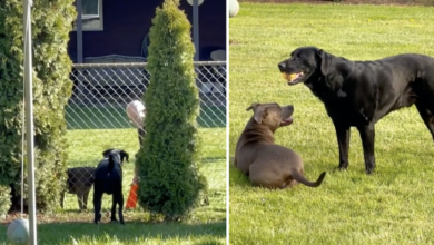 Woman catches her dog and neighbors playing healthy game of fetch