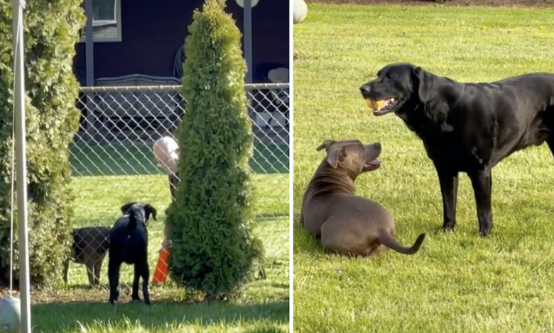 Woman catches her dog and neighbors playing healthy game of fetch
