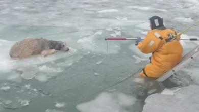 Newly adopted dog found in frozen river clinging to ice