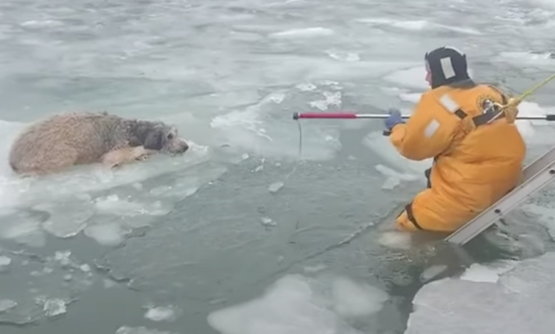 Newly adopted dog found in frozen river clinging to ice