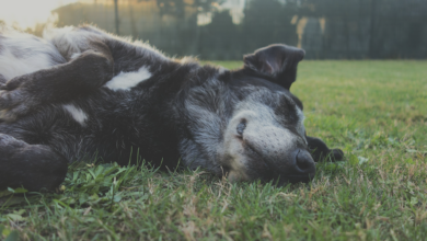 When dogs "run" in their sleep, it may not be caused by dreams