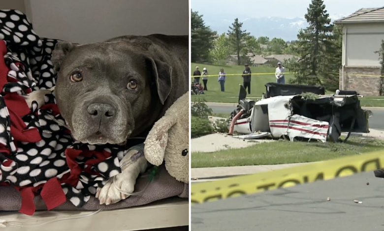 Pit Bull is the lone survivor of a horrible plane crash