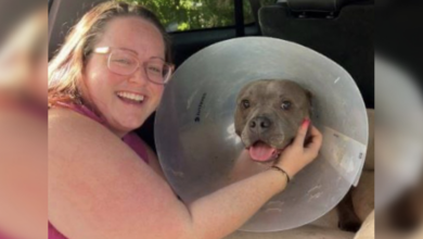 Veterinarian performs life-saving surgery after Pit Bull swallows drone