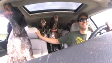 Dad Put Camera In Car To Let 4 Dogs 'Flip Face' When Heard They Go To The Dog Park
