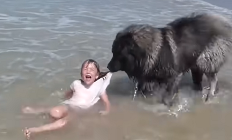The guard dog "saved" the girl from drowning after being dragged down by the waves