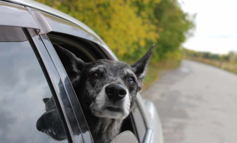 Elderly dog looking out a car window