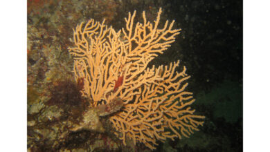 Is Global Warming GOOD for Rare Corals?  - Is it good?
