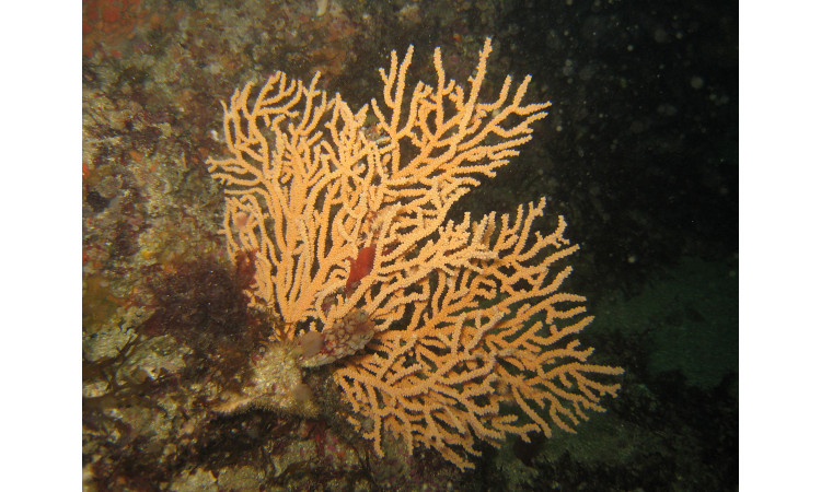 Is Global Warming GOOD for Rare Corals?  - Is it good?