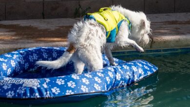 Is Swimming Can Rafts For Puppies Hold?