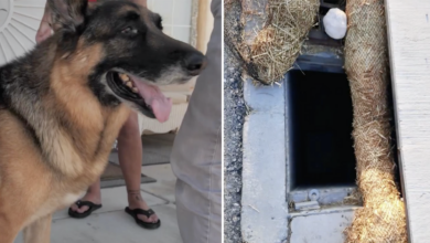 Neighbor jumped 8 feet into storm drain to save 911 dog refused to help