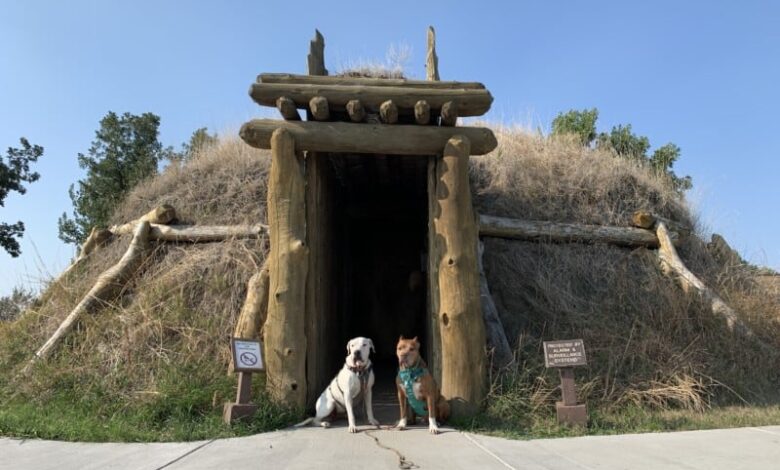 Two dogs stading in the doorway of an earthen lodge at the Knife River Indian Villages