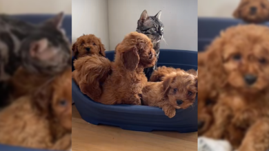 Sweet cat becomes mother to puppies after losing all kittens