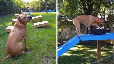 The former fighting dog dominates the obstacle course of the American Ninja warrior