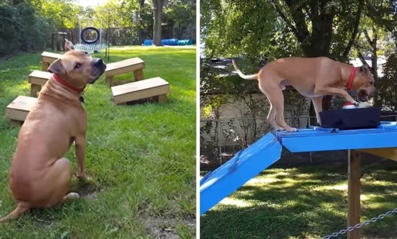 The former fighting dog dominates the obstacle course of the American Ninja warrior