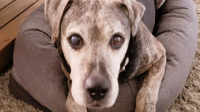The 18 year old Pit Bull mix longs for a permanent home