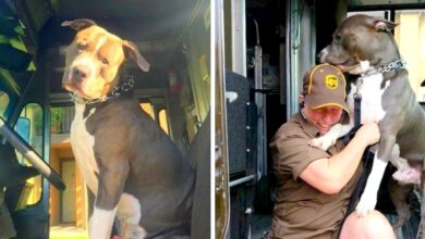 Pit Bull sobs like 'a baby' after mother's death and begs UPS driver to give it a home