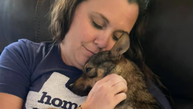 Adopted Dog Lost 1,200 Miles From Miracle Home