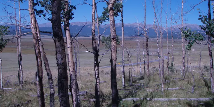 Climate change increases risk of tree death - Is it up because of it?