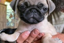Pug Puppy with upside down foot can't walk without surgery