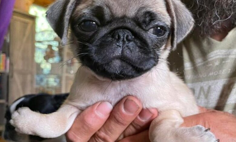 Pug Puppy with upside down foot can't walk without surgery