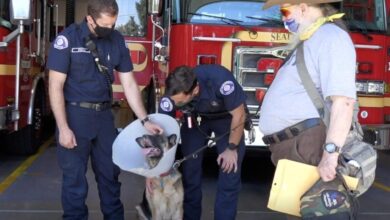 Neighbors And Firefighters Rush To Rescue Veteran Service Dog Incarcerated by Car