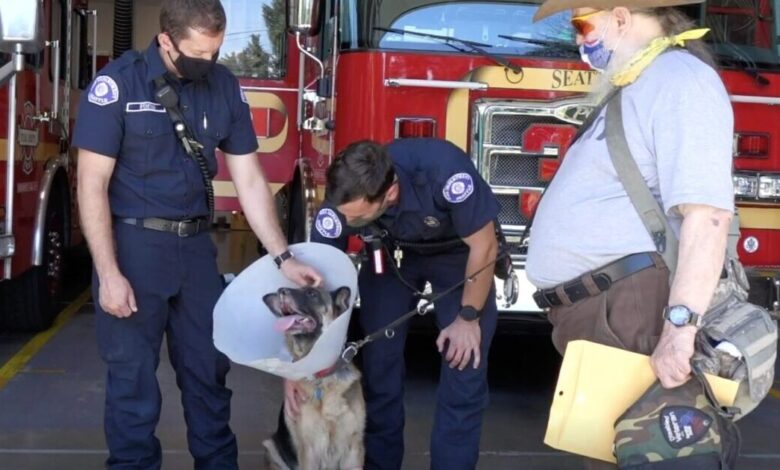 Neighbors And Firefighters Rush To Rescue Veteran Service Dog Incarcerated by Car