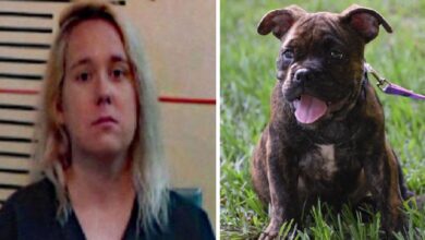 Dog dies after being cruelly abandoned in sweltering Texas heat