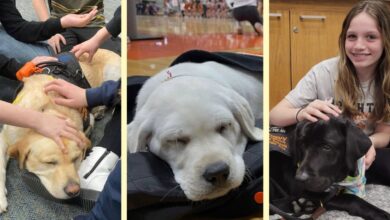 This school district has many of its own therapy dogs