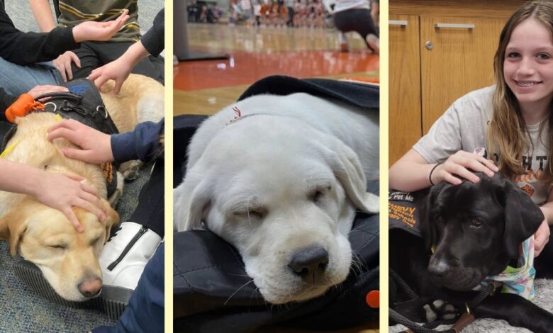 This school district has many of its own therapy dogs