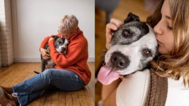 How One Pit Bull Inspired the 'Ripple Effect' of Pet Adoption in Philadelphia