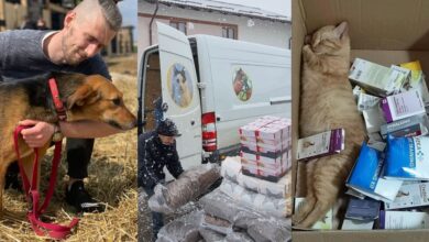 Union of animal shelters working together to help Ukraine's pets