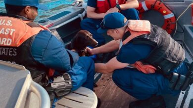 Dog fell & swam more than a mile before rescue arrived