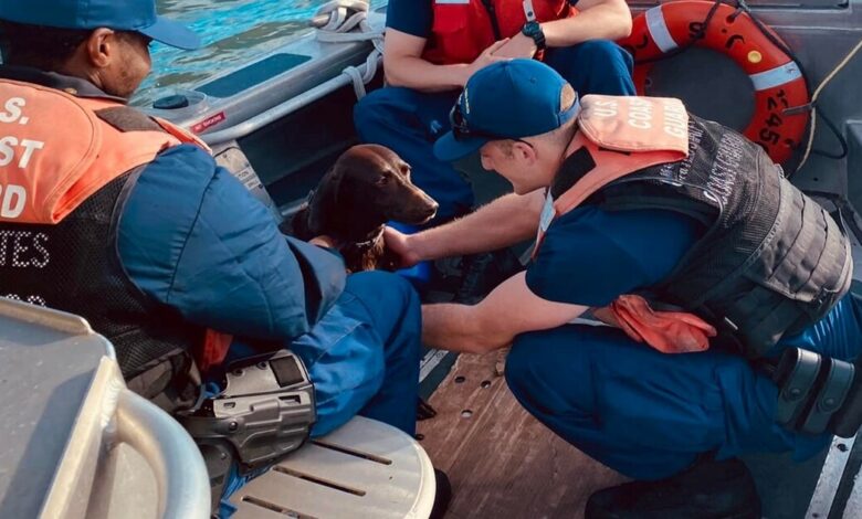 Dog fell & swam more than a mile before rescue arrived