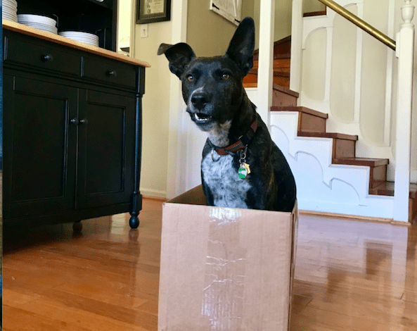 Brindle dog sitting in a moving box with a funny sideways smile