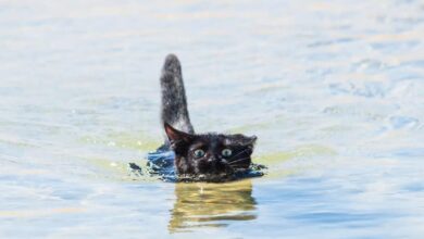 These cats just can't get enough playtime in the water