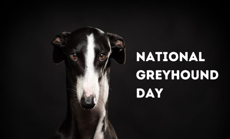 National Greyhound Day